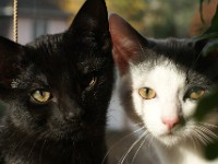 Aston and Tiberius